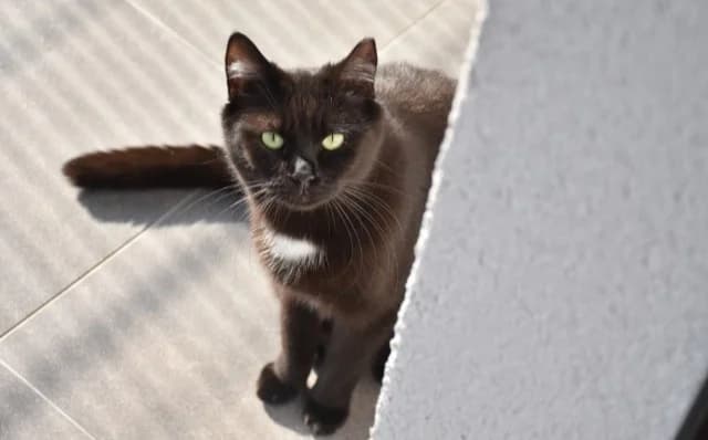 Lia, female Mixed Breed for adoption at Mačja hiša — photo 2 of 4