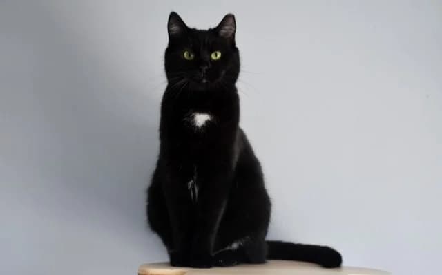 Lia, female Mixed Breed for adoption at Mačja hiša — photo 3 of 4