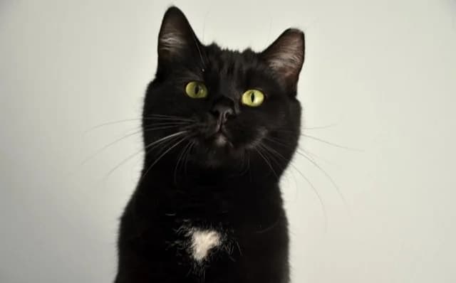 Lia, female Mixed Breed for adoption at Mačja hiša — photo 4 of 4