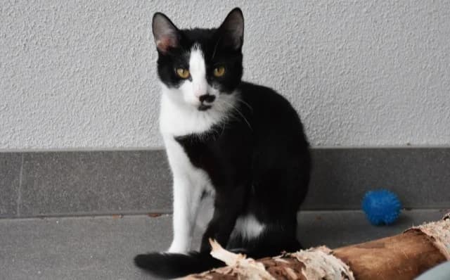 Rin, male 3yo Mixed Breed for adoption at Mačja hiša, Celje