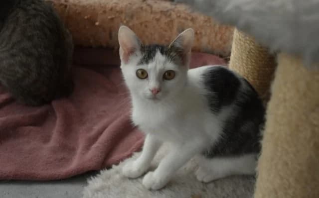 Ožbej, male Mixed Breed for adoption at Mačja hiša