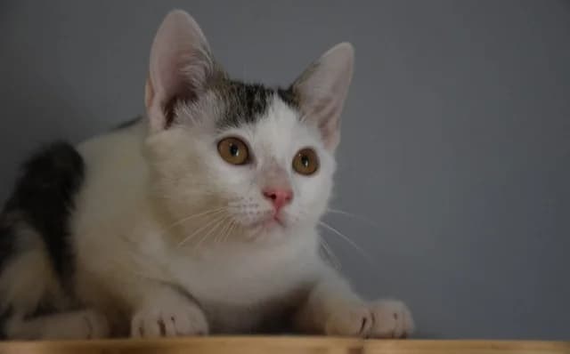 Ožbej, male Mixed Breed for adoption at Mačja hiša — photo 2 of 4