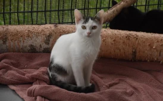 Ožbej, male Mixed Breed for adoption at Mačja hiša — photo 3 of 4