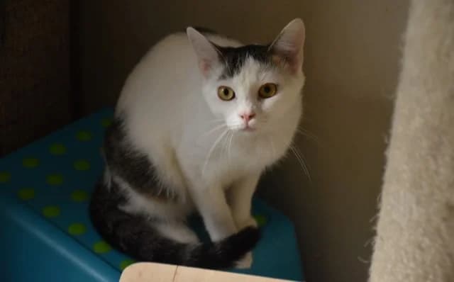 Ožbej, male Mixed Breed for adoption at Mačja hiša — photo 4 of 4