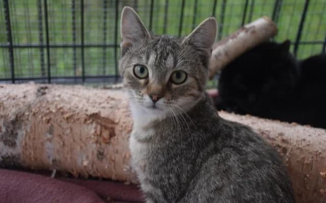City, male Mixed Breed for adoption at Mačja hiša
