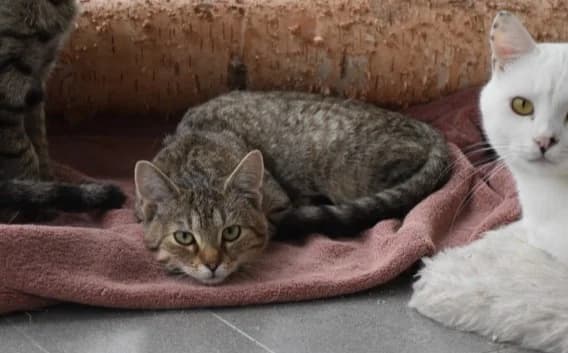 City, male Mixed Breed for adoption at Mačja hiša — photo 2 of 2