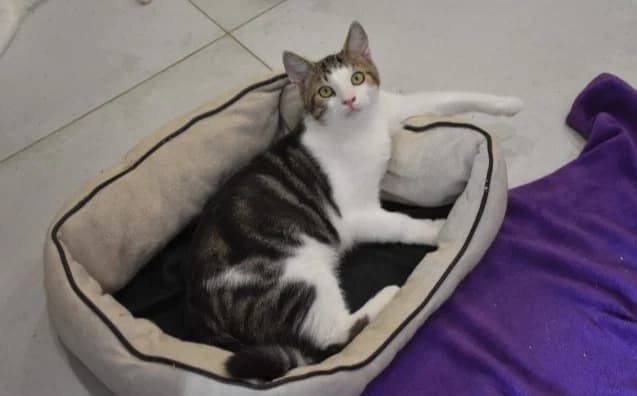 Po, male 3yo Mixed Breed for adoption at Mačja hiša, Celje
