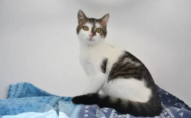 Mak, male 3yo Mixed Breed for adoption at Mačja hiša, Celje