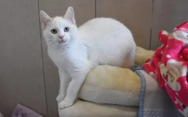 Teddy, male Mixed Breed for adoption at Mačja hiša