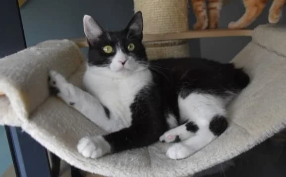 Etna, female 3yo Mixed Breed for adoption at Mačja hiša, Celje