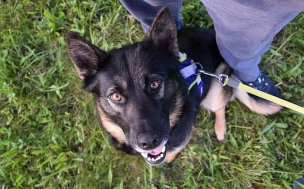 psička Nutella, female 5yo Mixed Breed for adoption at Mačja hiša, Celje