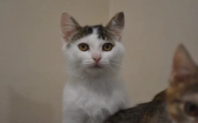 Vega, male young Mixed Breed for adoption at Mačja hiša, Celje
