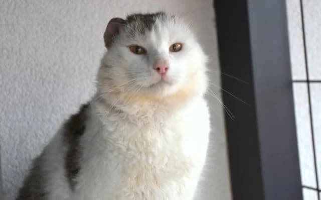 Kazimir, male 3yo Mixed Breed for adoption at Mačja hiša, Celje