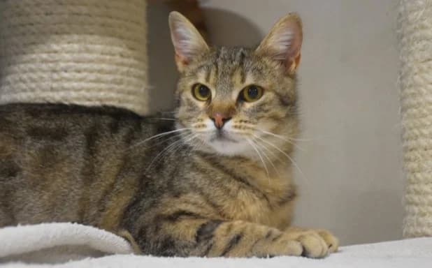 Maru, male 3yo Mixed Breed for adoption at Mačja hiša, Celje