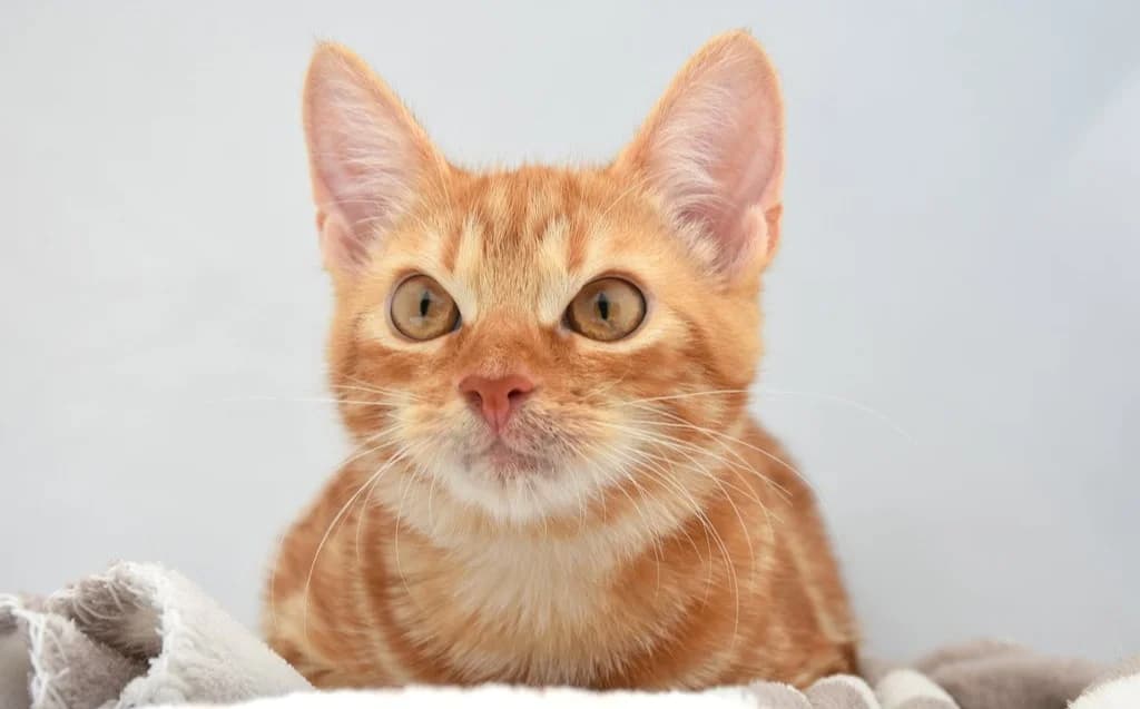 Mascarpone, male young Mixed Breed for adoption at Mačja hiša, Celje