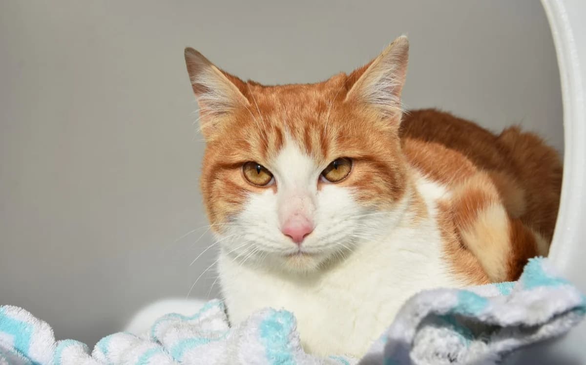 Piki, male Mixed Breed for adoption at Mačja hiša