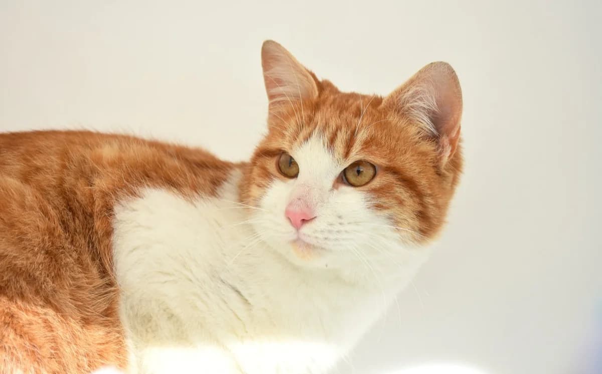 Piki, male Mixed Breed for adoption at Mačja hiša — photo 2 of 4