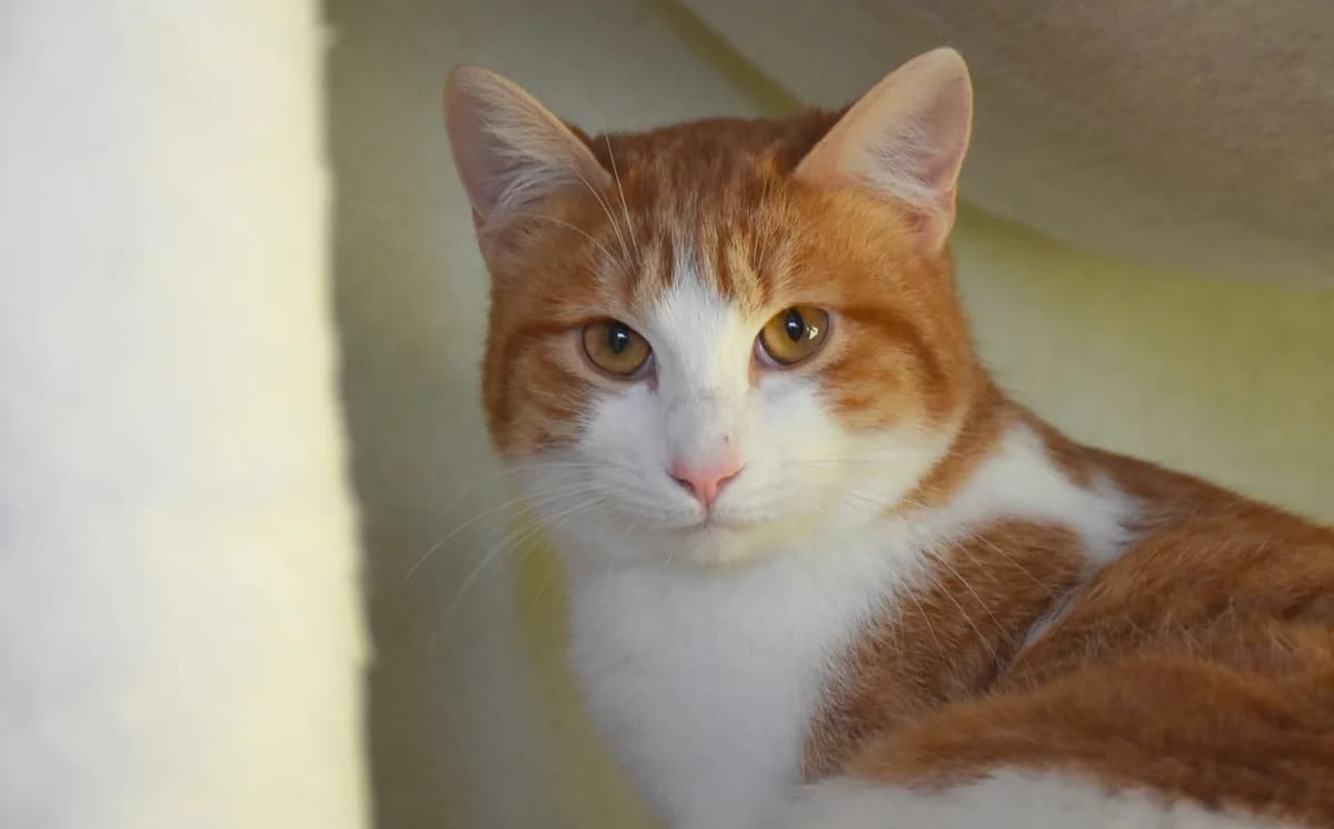 Piki, male Mixed Breed for adoption at Mačja hiša — photo 3 of 4