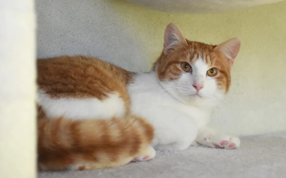 Piki, male Mixed Breed for adoption at Mačja hiša — photo 4 of 4