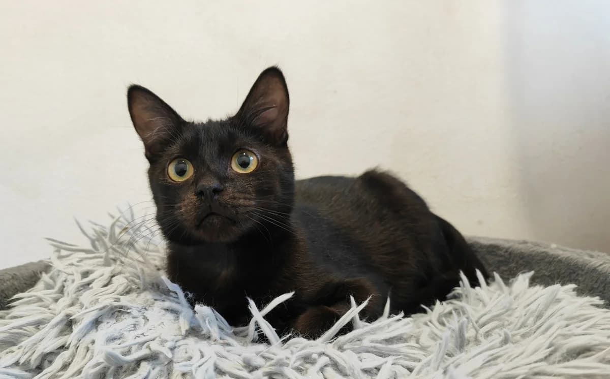 Mars, male young Mixed Breed for adoption at Mačja hiša, Celje