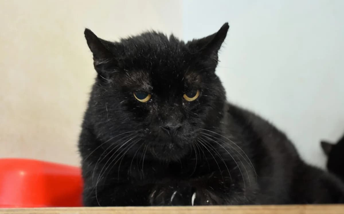 Chat, male senior Mixed Breed for adoption at Mačja hiša, Celje