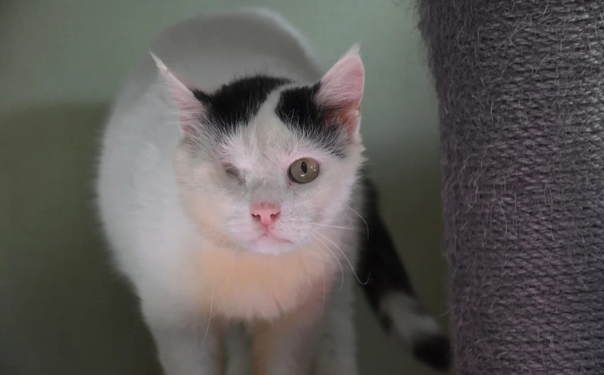 piratek Maron, male 4yo Mixed Breed for adoption at Mačja hiša, Celje