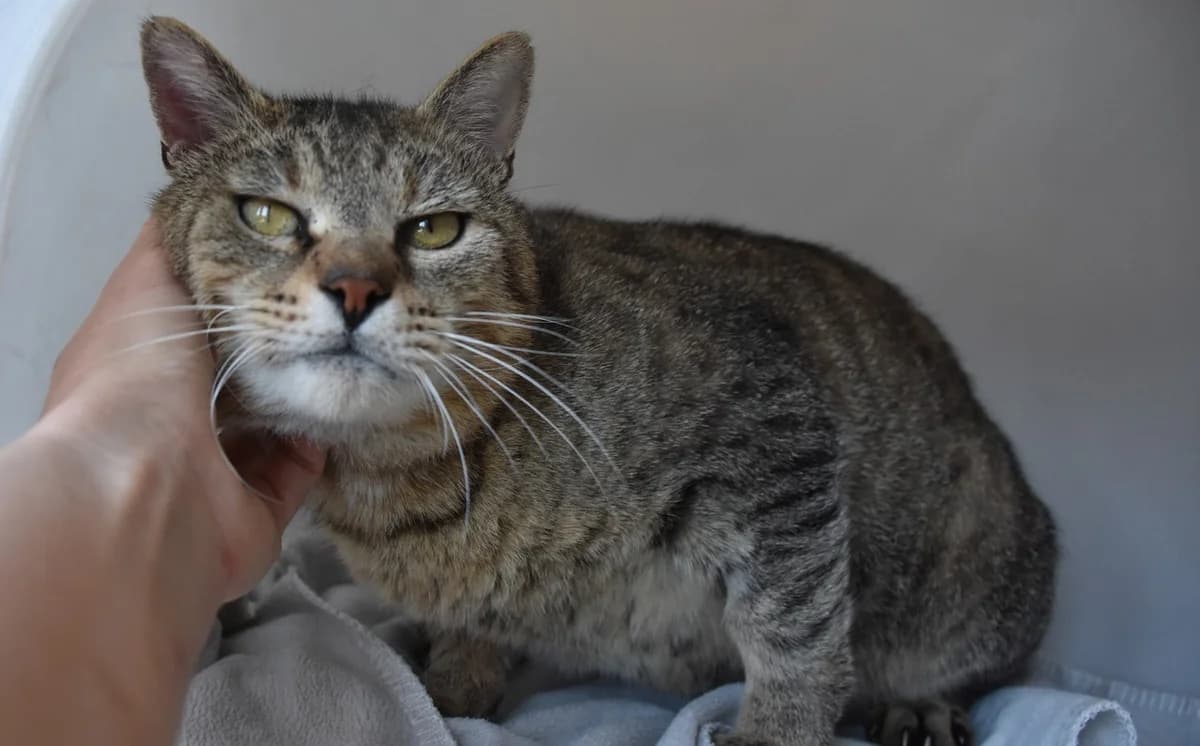 Bauli, male Mixed Breed for adoption at Mačja hiša