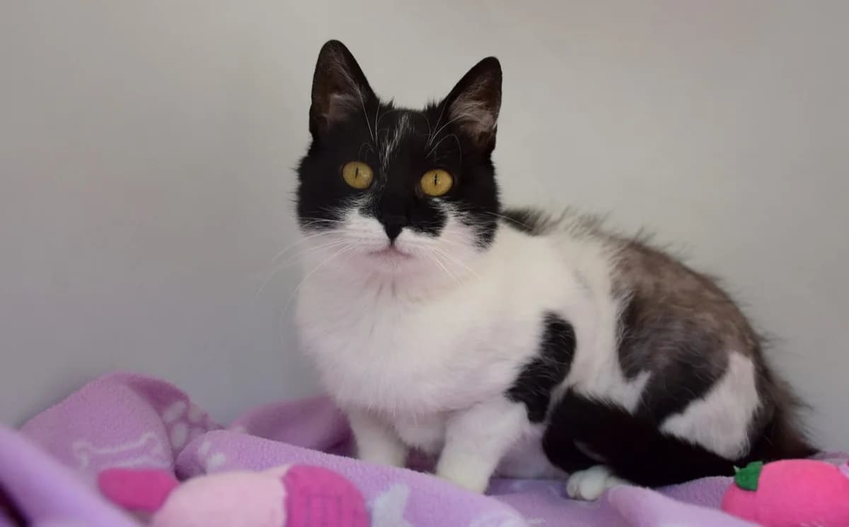 Sandy, female Mixed Breed for adoption at Mačja hiša