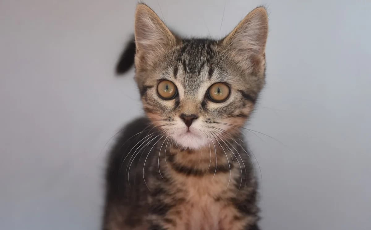 Tamari, Mixed Breed (Mačja hiša)