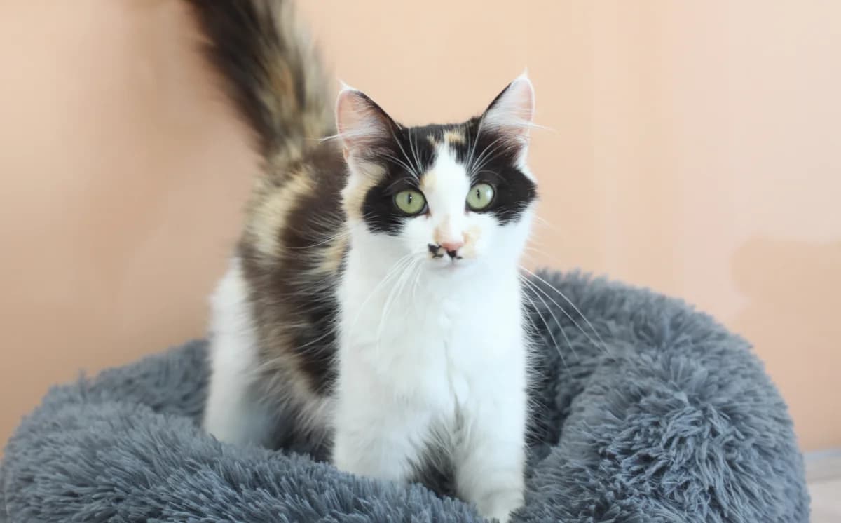 Čili, female young Mixed Breed for adoption at Mačja hiša, Celje