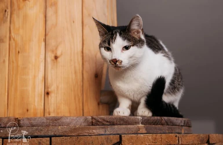 Jerca, female Mixed Breed for adoption at Zavetišče Mačji Dol, Škofja Loka