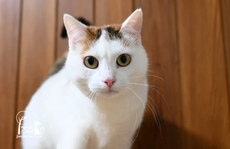 Milena, female Mixed Breed for adoption at Zavetišče Mačji Dol, Škofja Loka