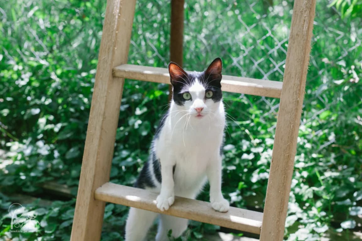 Miša, female Mixed Breed for adoption at Zavetišče Mačji Dol, Škofja Loka