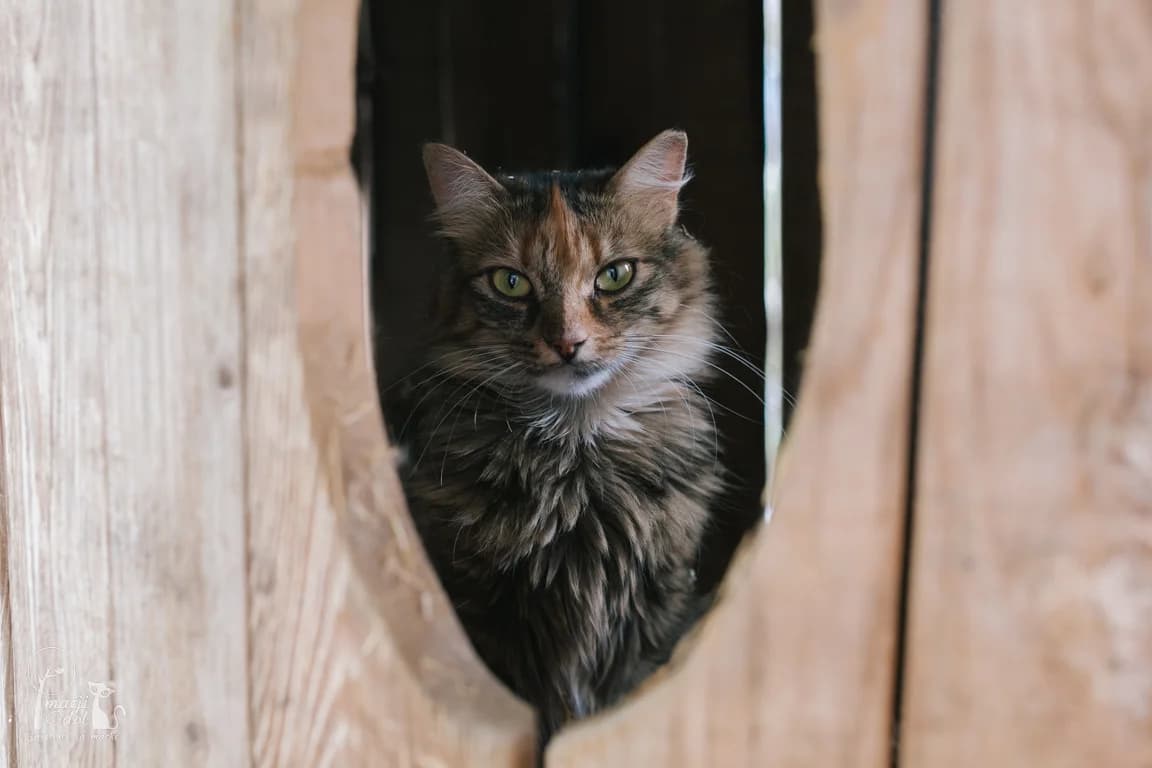 Mojca, female Mixed Breed for adoption at Zavetišče Mačji Dol, Škofja Loka