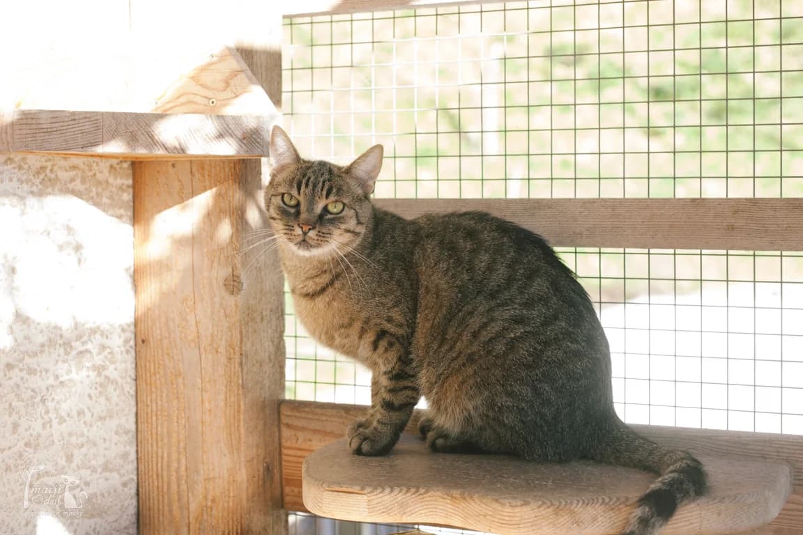 Pončo, male Mixed Breed for adoption at Zavetišče Mačji Dol, Škofja Loka