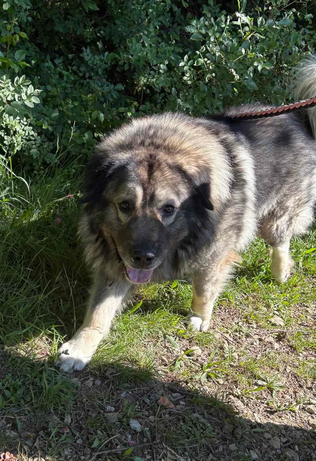 Ares, male 5yo mixed breed for adoption at Obalno zavetišče za zapuščene živali
