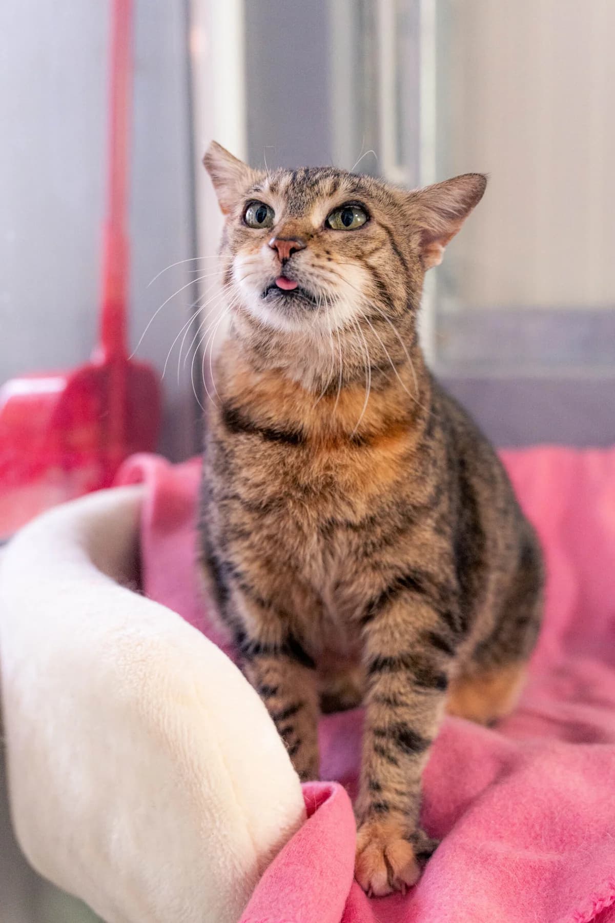 Fortuna,  senior Mixed Breed for adoption at Obalno zavetišče za zapuščene živali