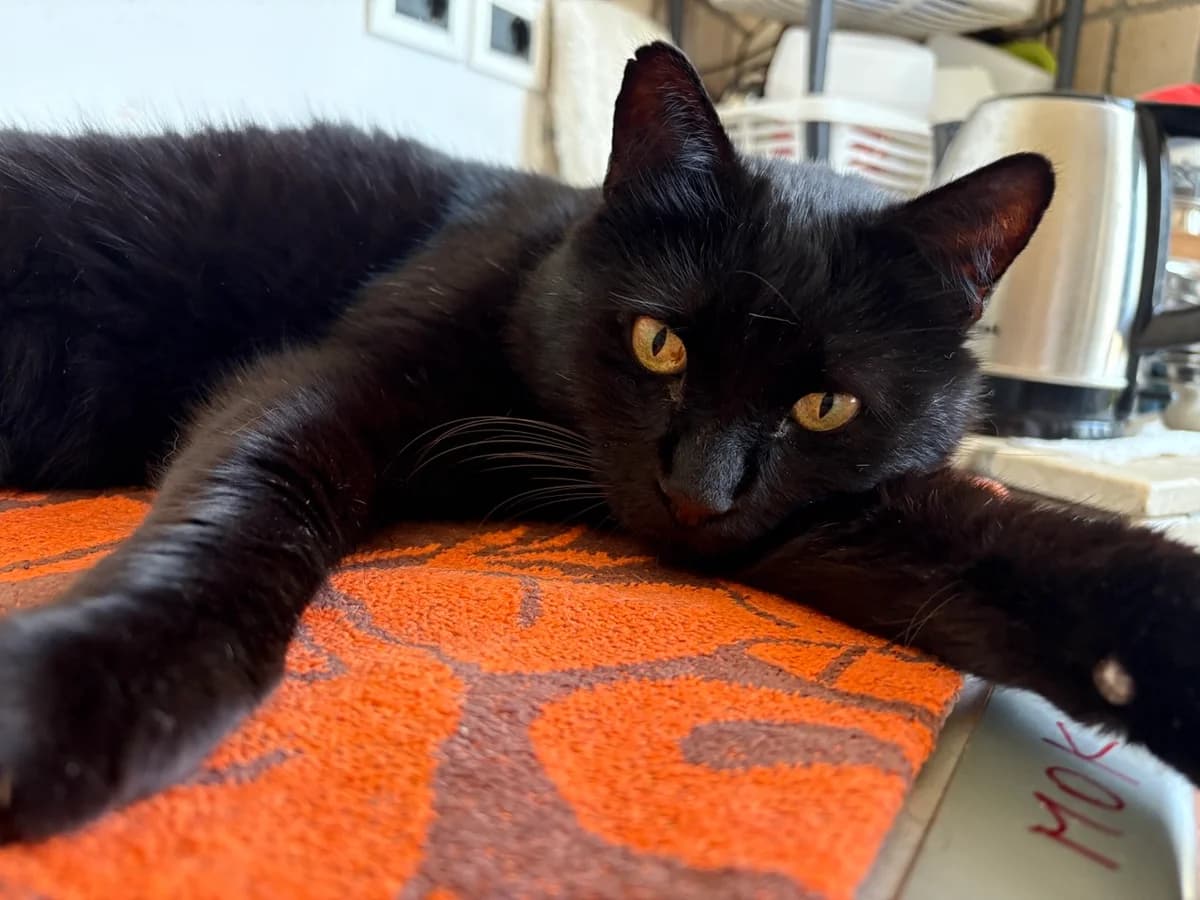 Jaka,  senior Mixed Breed for adoption at Obalno zavetišče za zapuščene živali