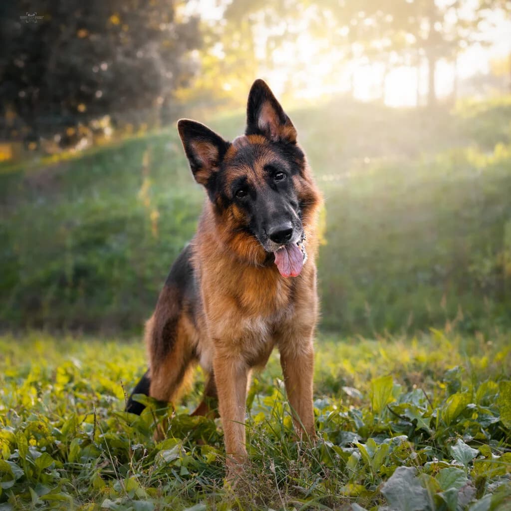 Jun,  6yo Mixed Breed for adoption at Obalno zavetišče za zapuščene živali