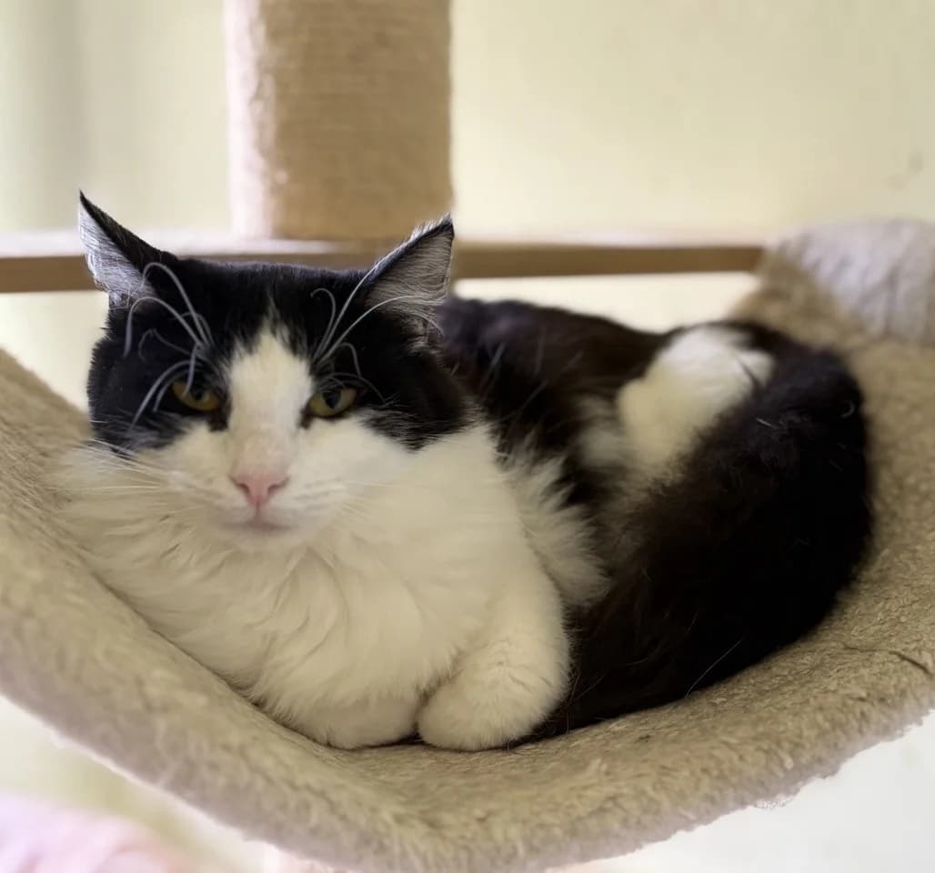 Kali,  young Mixed Breed for adoption at Obalno zavetišče za zapuščene živali