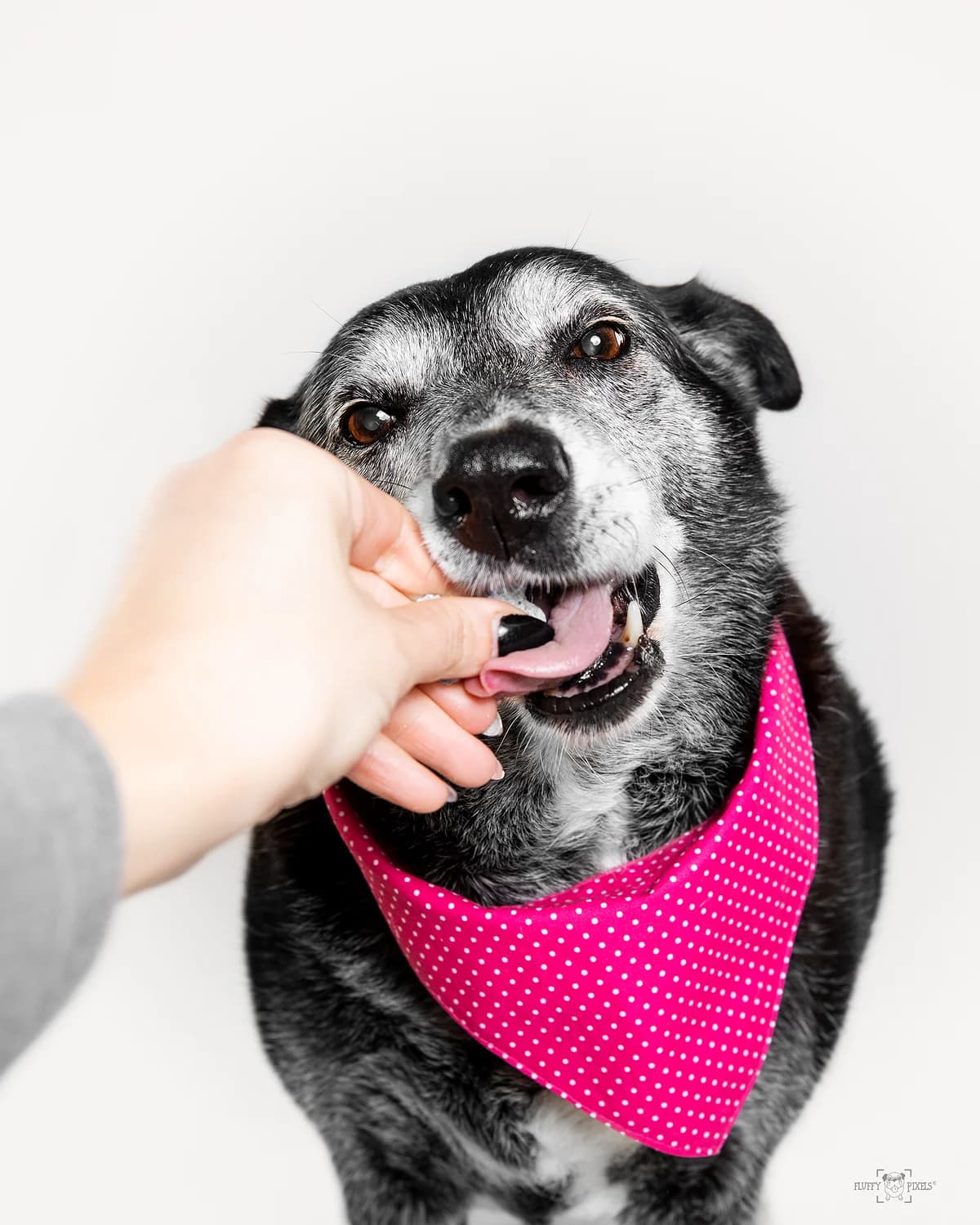 Mila,  senior Mixed Breed for adoption at Obalno zavetišče za zapuščene živali