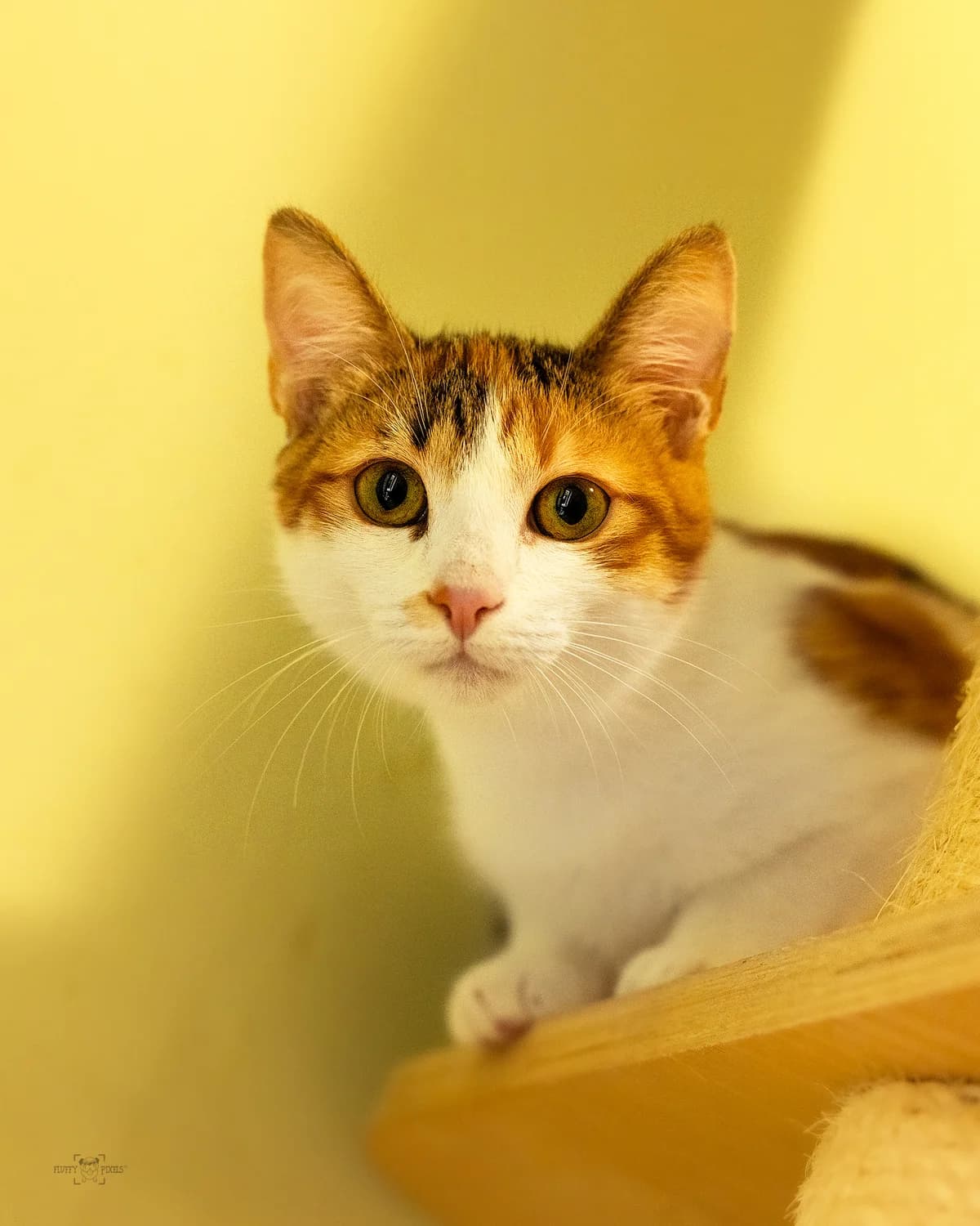 Potička,  puppy Mixed Breed for adoption at Obalno zavetišče za zapuščene živali