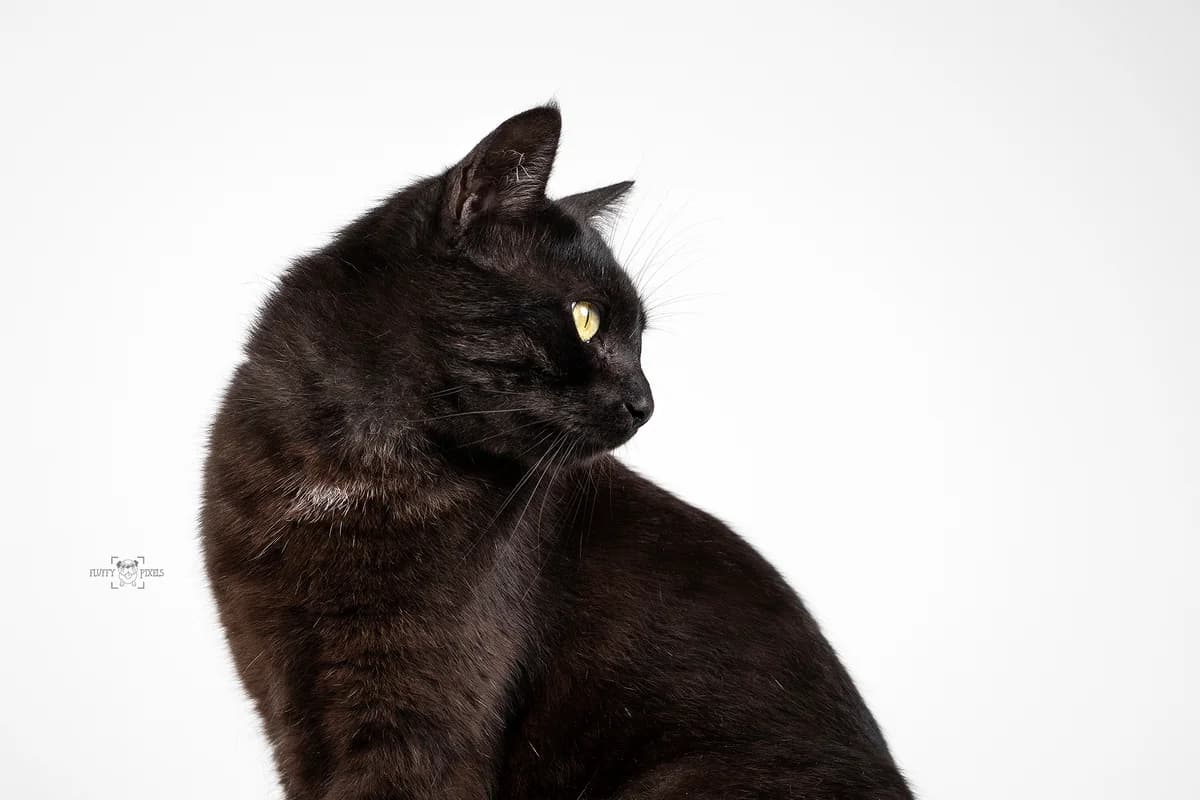 Predator, male 7yo Mixed Breed for adoption at Obalno zavetišče za zapuščene živali