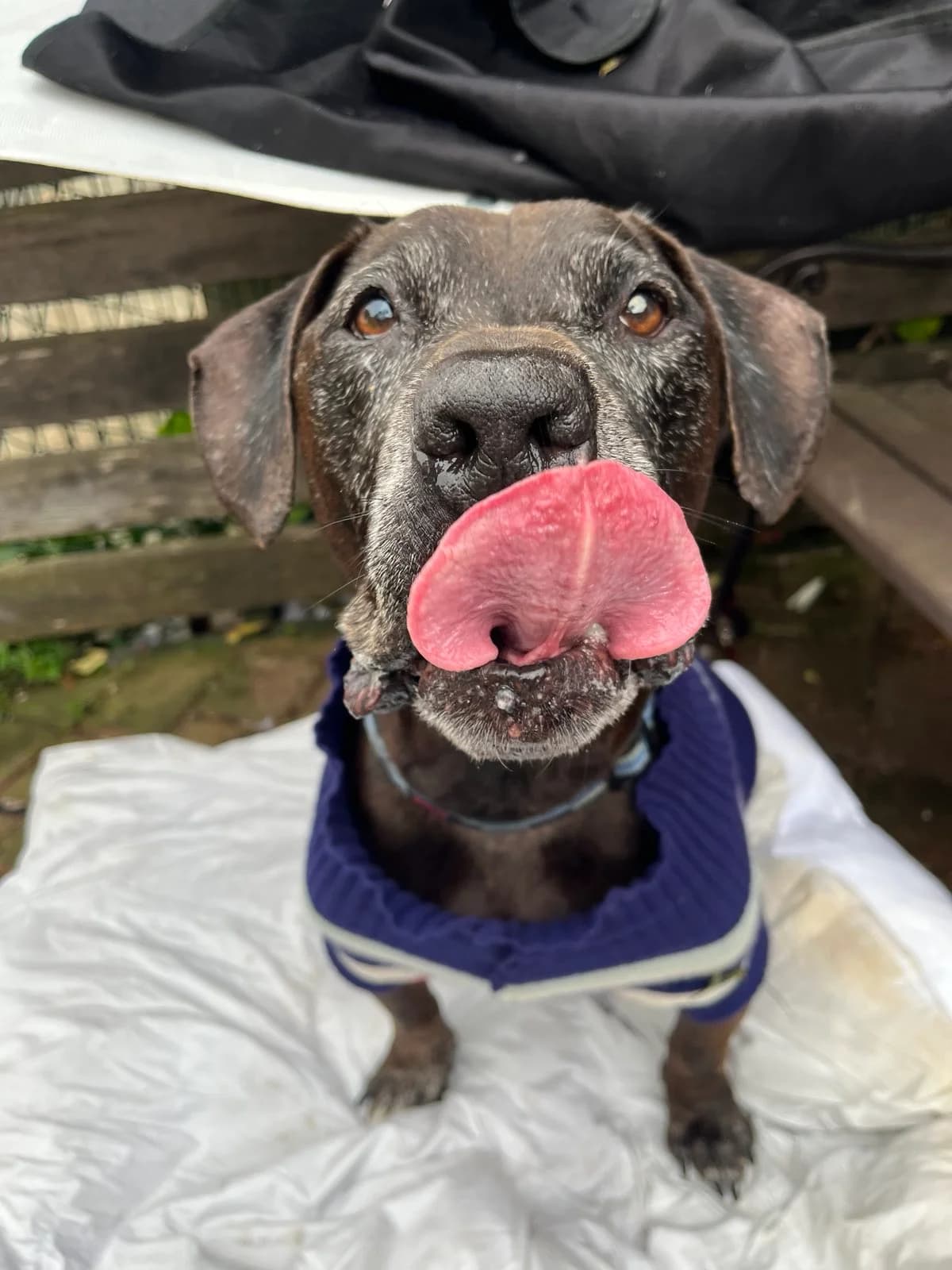 Rin,  senior Mixed Breed for adoption at Obalno zavetišče za zapuščene živali
