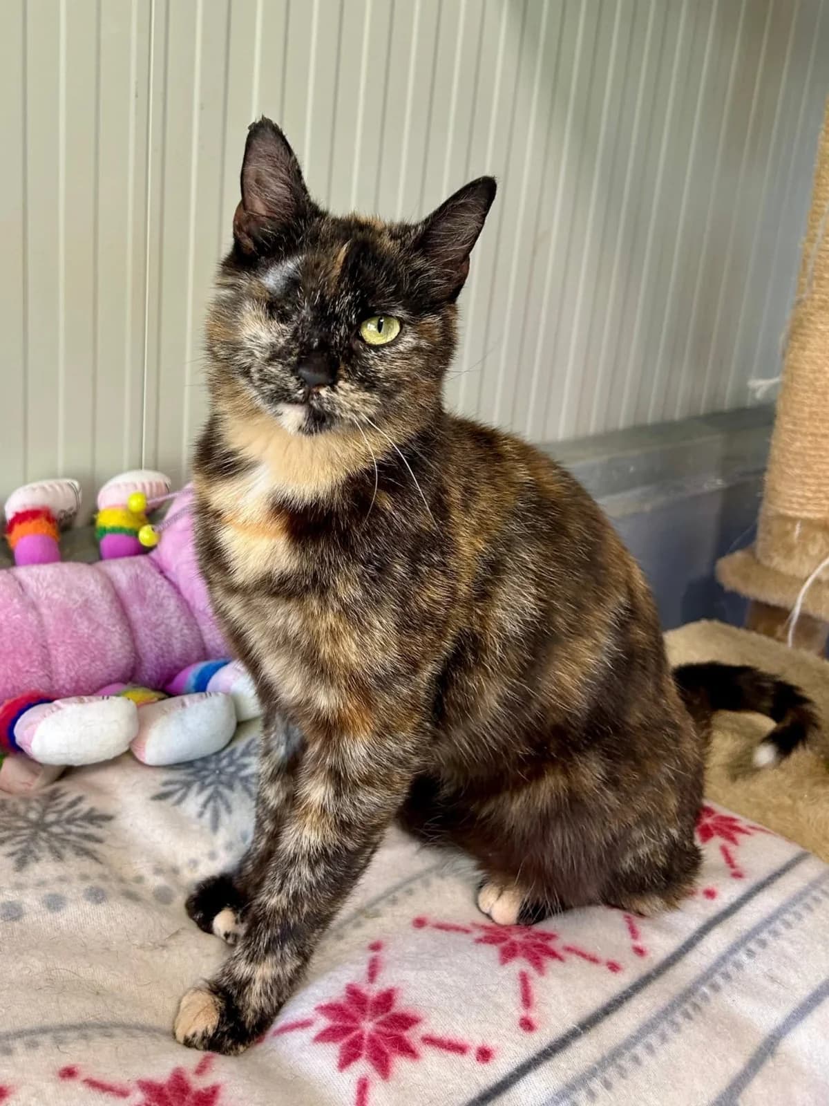 Tofi,  puppy Mixed Breed for adoption at Obalno zavetišče za zapuščene živali