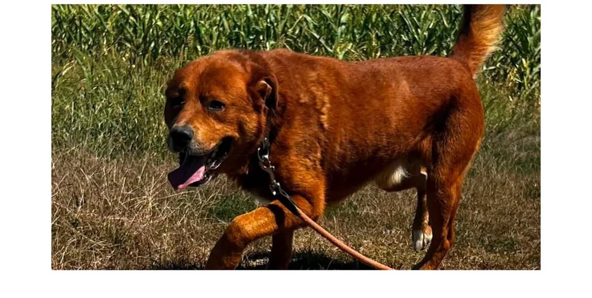 AKI,  7yo Mixed Breed for adoption at Zavetisce Mala Hisa, Zavetisce Mala Hisa