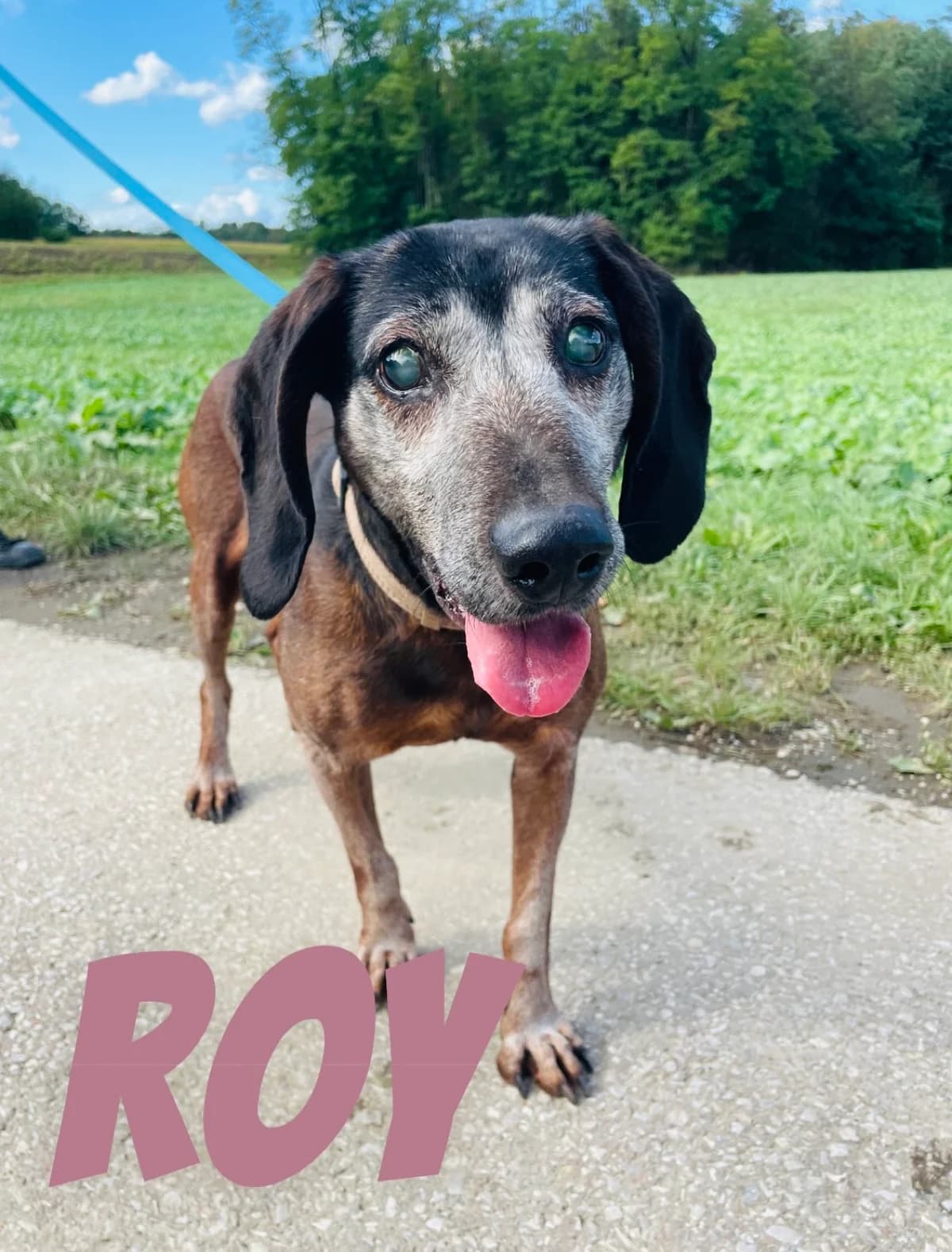 ROY,  senior Mixed Breed for adoption at Zavetisce Mala Hisa, Zavetisce Mala Hisa