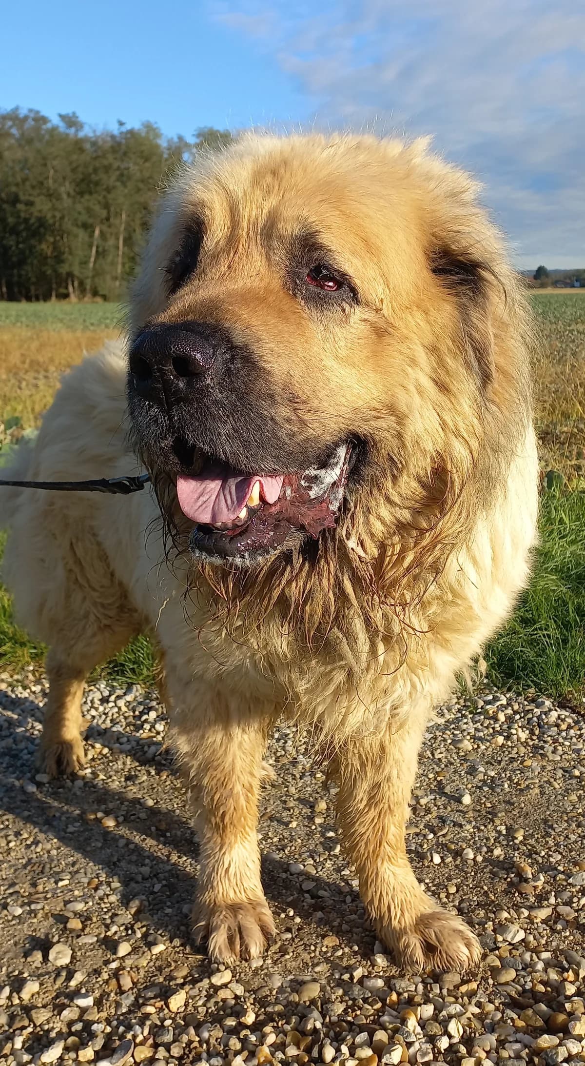 ROY,  Mixed Breed for adoption at Zavetisce Mala Hisa, Zavetisce Mala Hisa photo 3