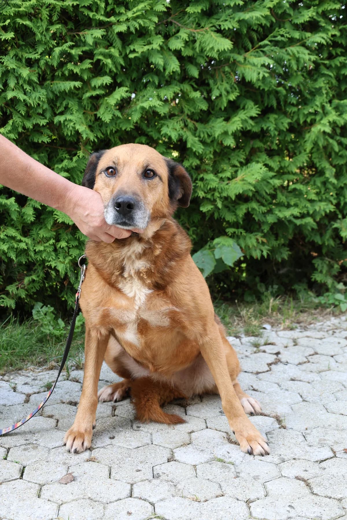 Biba,  senior Mixed Breed for adoption at Zavetišče Turk, Novo mesto