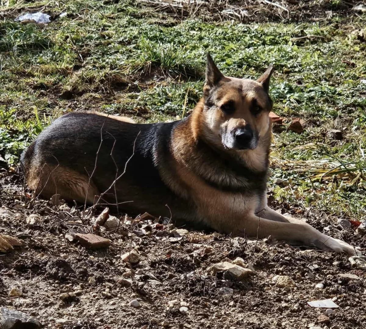 Cruz,  mixed breed for adoption at Zavetišče Turk, Novo mesto